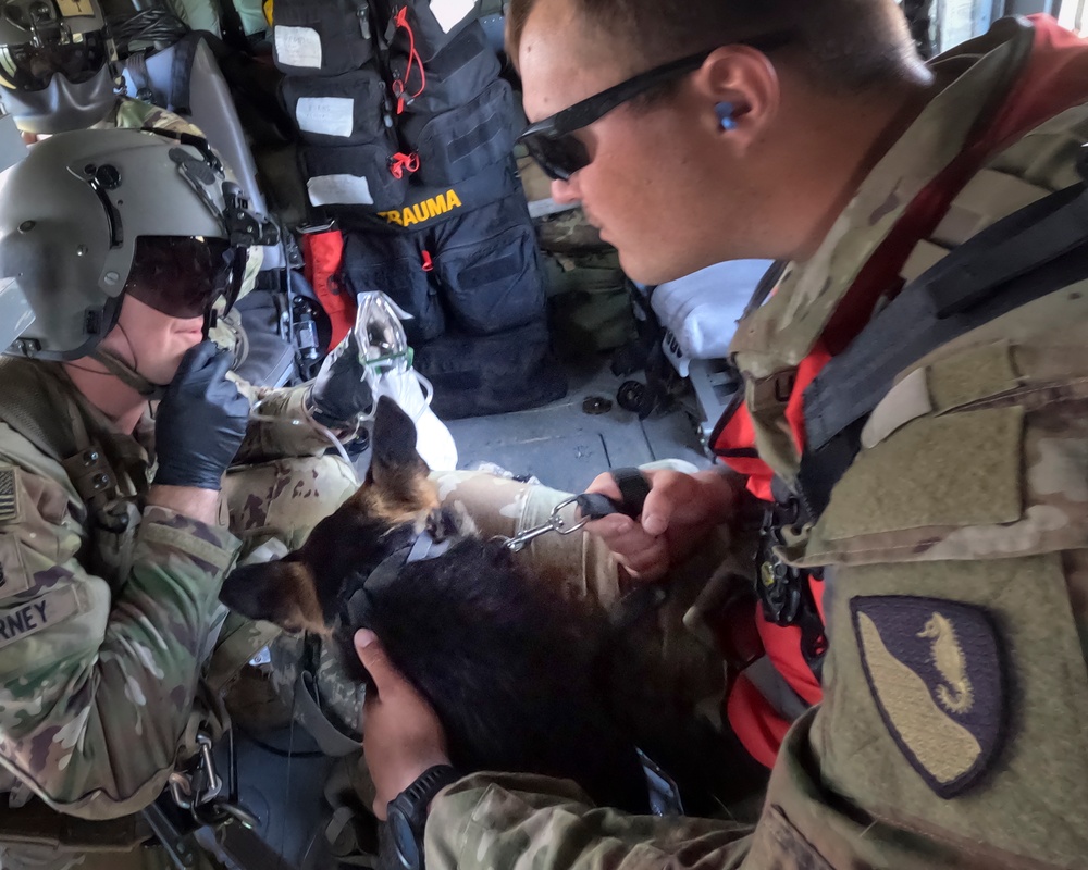 Military working dog takes flight to HOSPEX