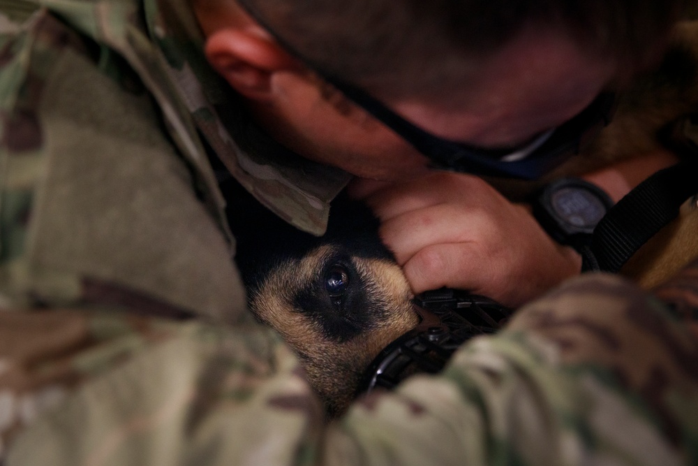 Military working dog takes flight to HOSPEX