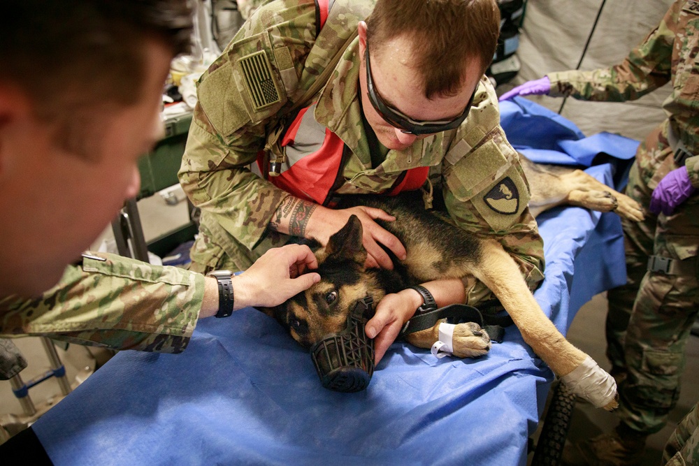 Military working dog takes flight to HOSPEX