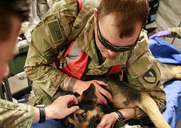 Military working dog takes flight to HOSPEX