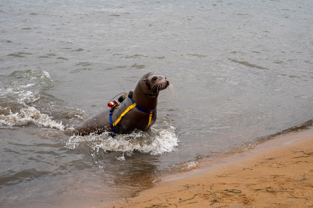 NERE23 Participants Experience Marine Mammal Program Courtesy of NIWC Pacific