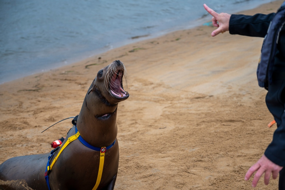 NERE23 Participants Experience Marine Mammal Program Courtesy of NIWC Pacific