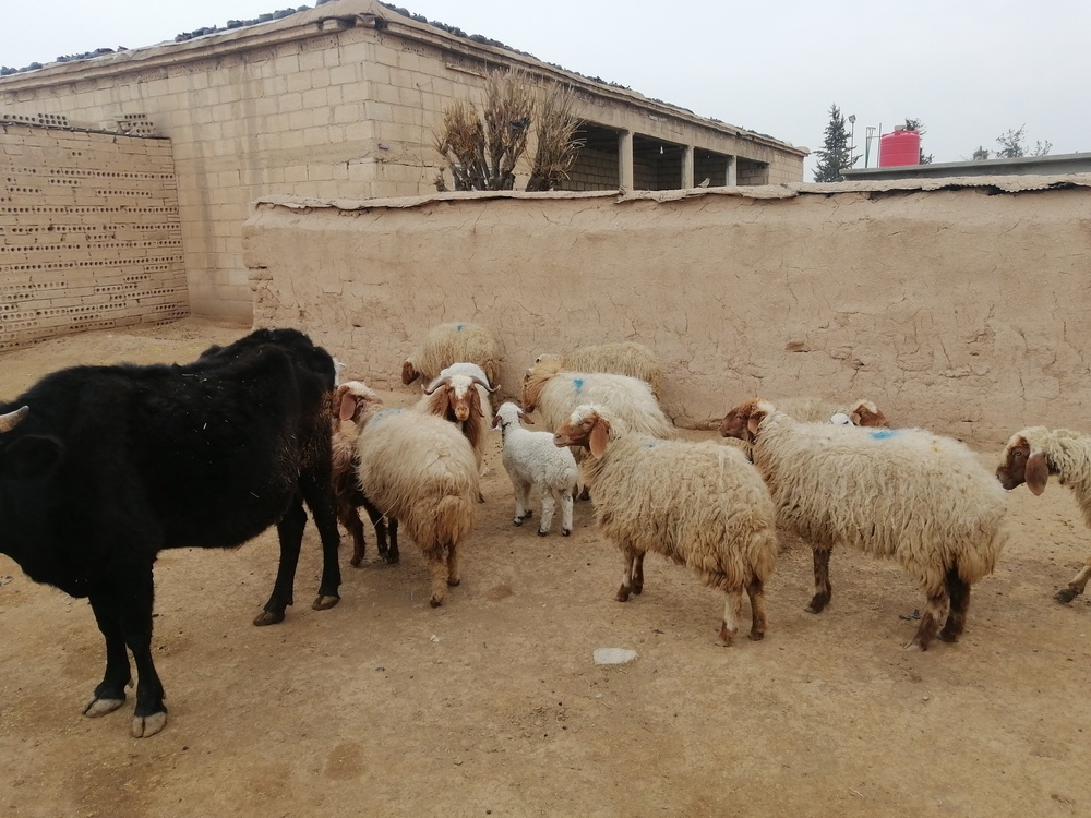 USAID supports livestock farmers in NES