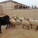 USAID supports livestock farmers in NES