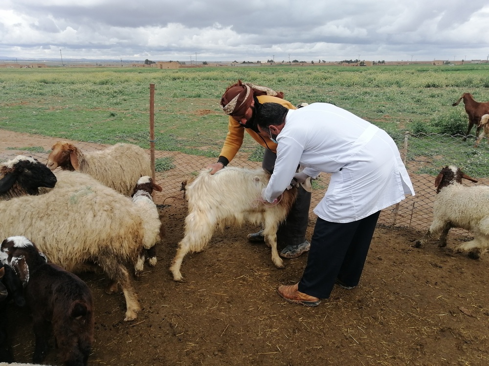 USAID supports livestock farmers in NES