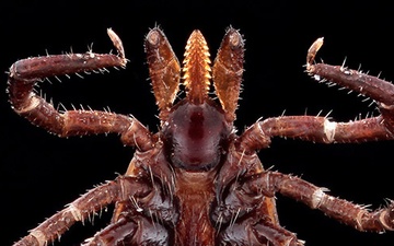 Bug Awareness Week: Small Bugs Pack a Pathogenic Punch