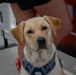 Warrior Games Challenge 2023
