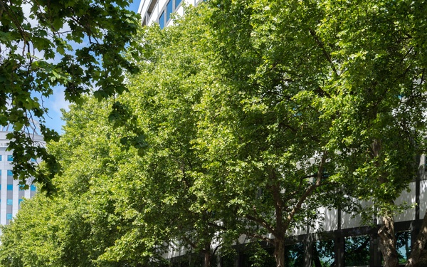 Sailors March in Portland Rose Festival's Grand Floral Parade