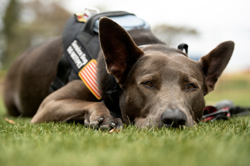 Dogs of the 2023 DoD Warrior Games