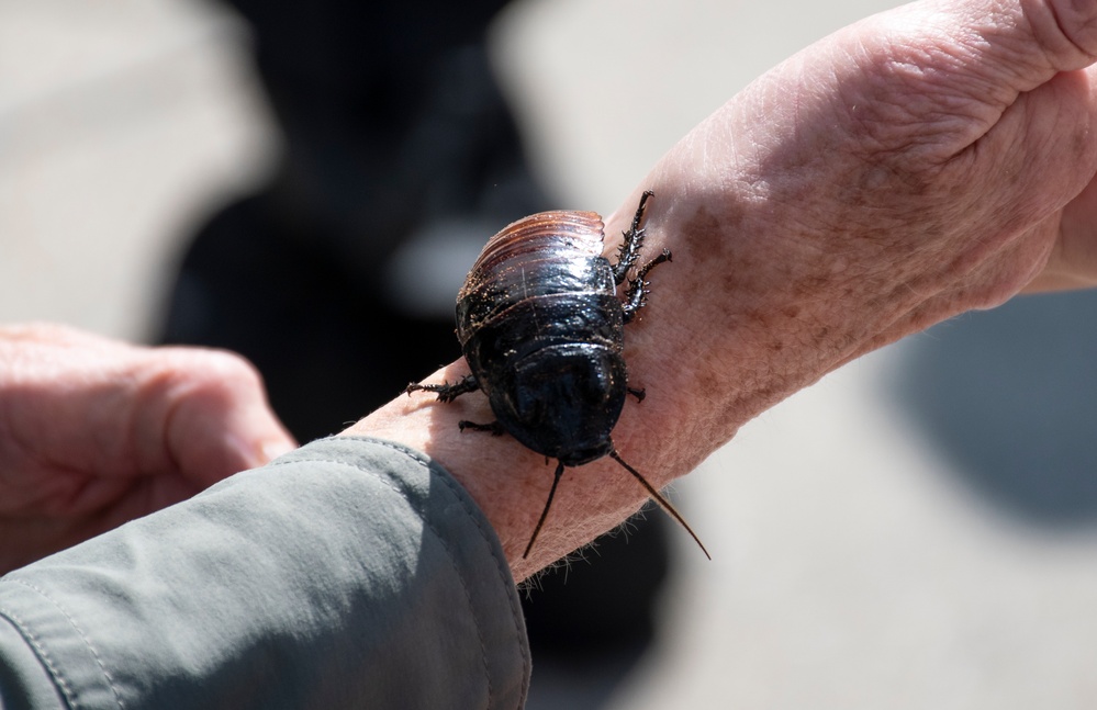 Bug Week
