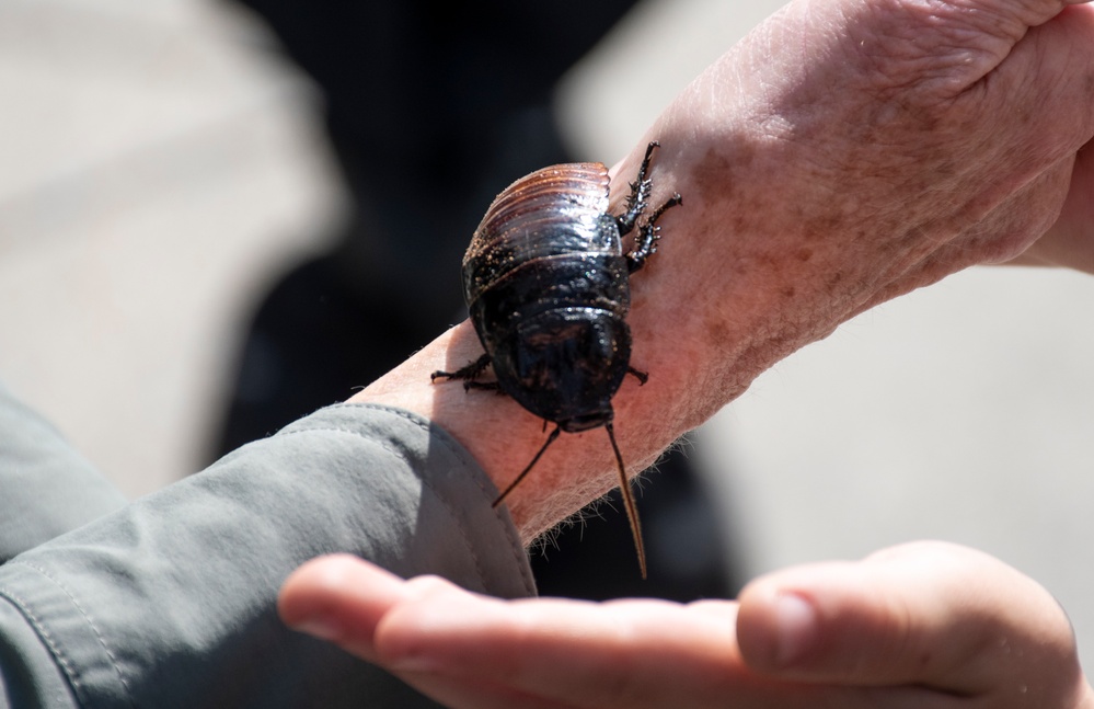 Bug Week
