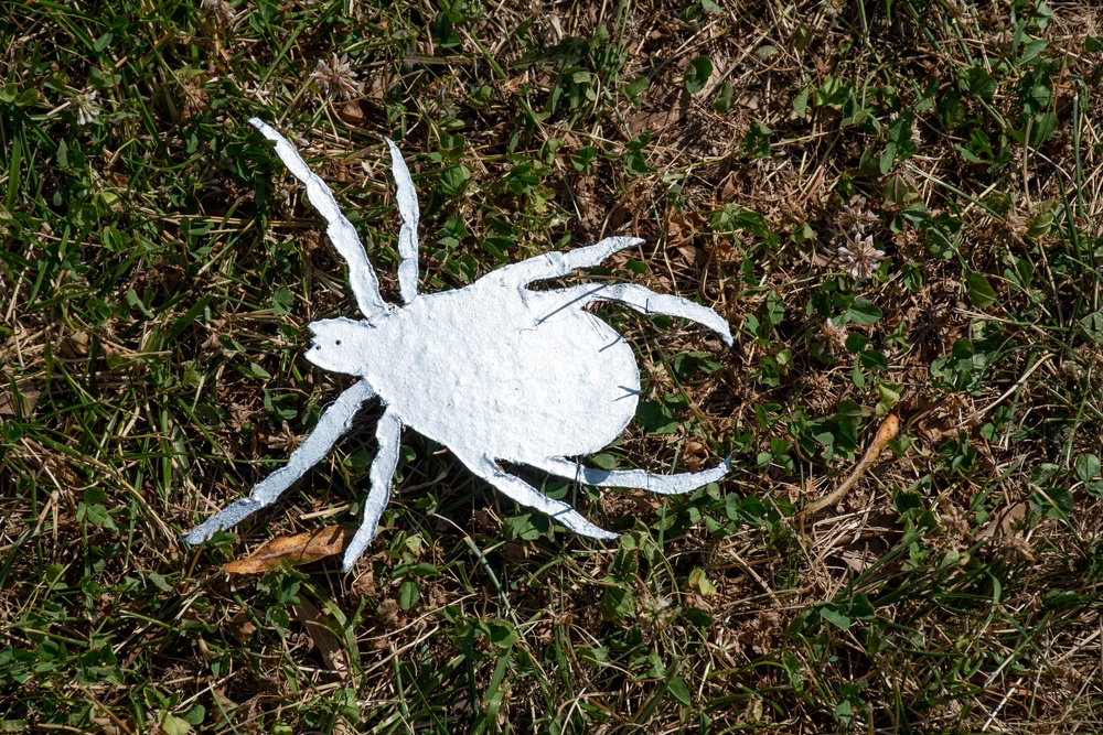 Bug Week