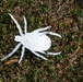 Bug Week