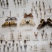 Bug Week