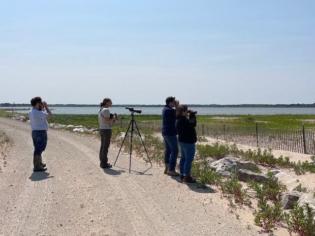 Observing the plover from a safe distance