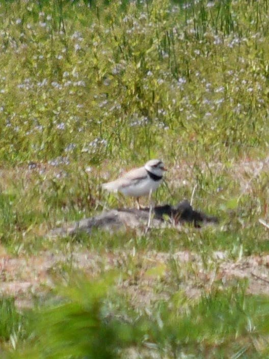 Endangered Piping Plover