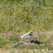 Endangered Piping Plover