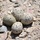 Example of plover eggs