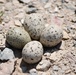 Example of plover eggs