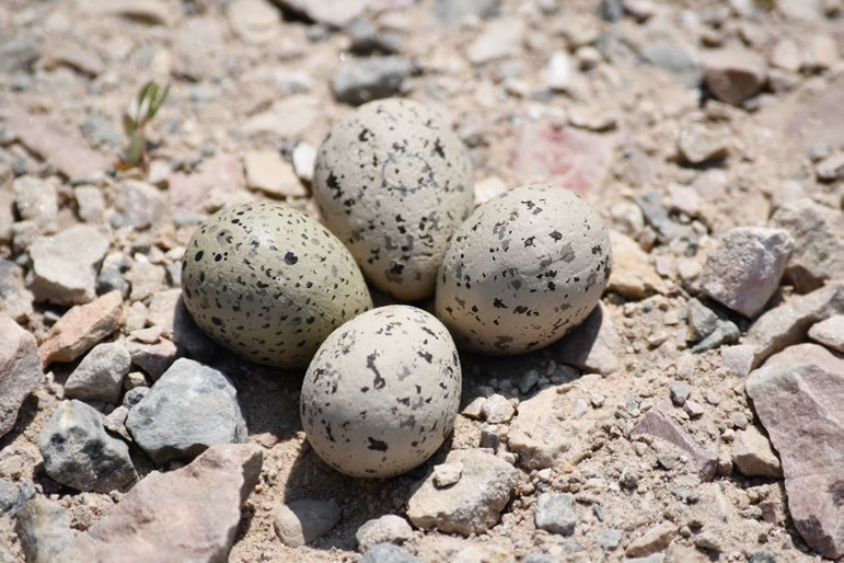 Example of plover eggs