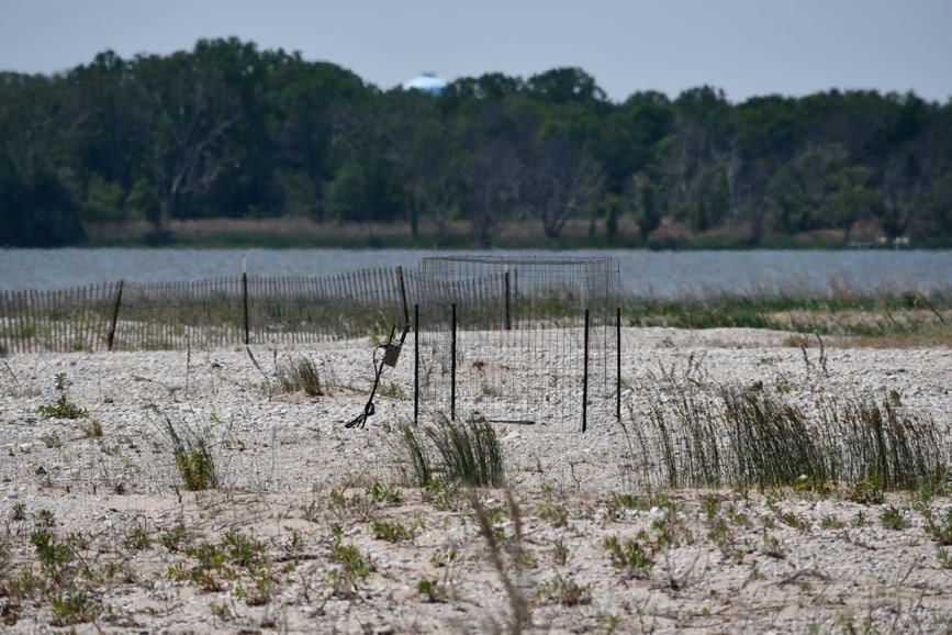 Wire cages protect the birds from predators.