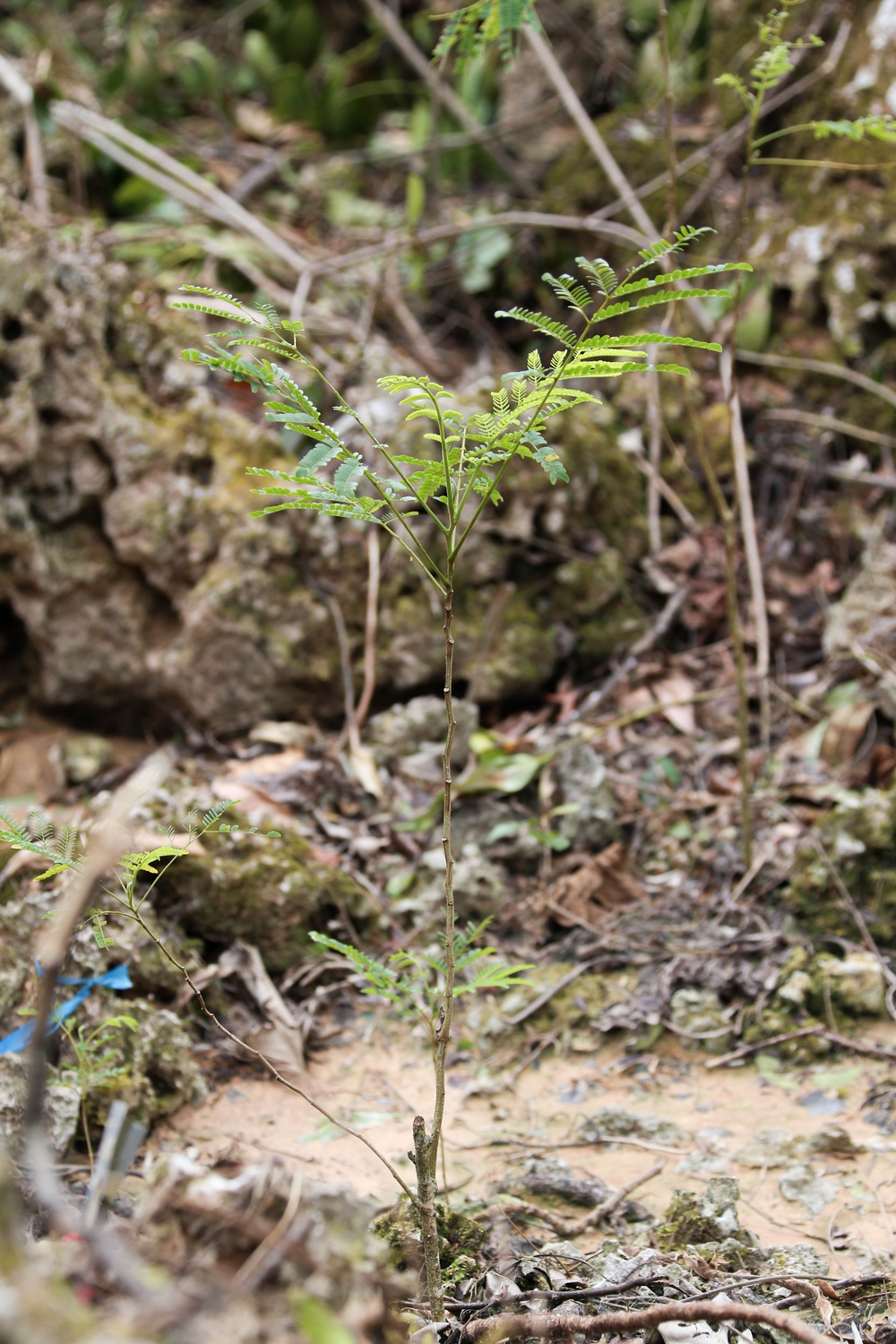 Serianthes Nelsonii assessment and conservation efforts continue at Marine Corps Base Camp Blaz