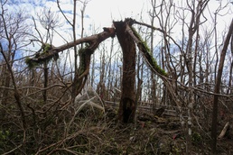 Serianthes Nelsonii assessment and conservation efforts continue at Marine Corps Base Camp Blaz