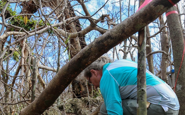 Serianthes Nelsonii assessment and conservation efforts continue at Marine Corps Base Camp Blaz