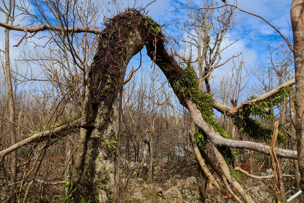 Serianthes Nelsonii assessment and conservation efforts continue at Marine Corps Base Camp Blaz