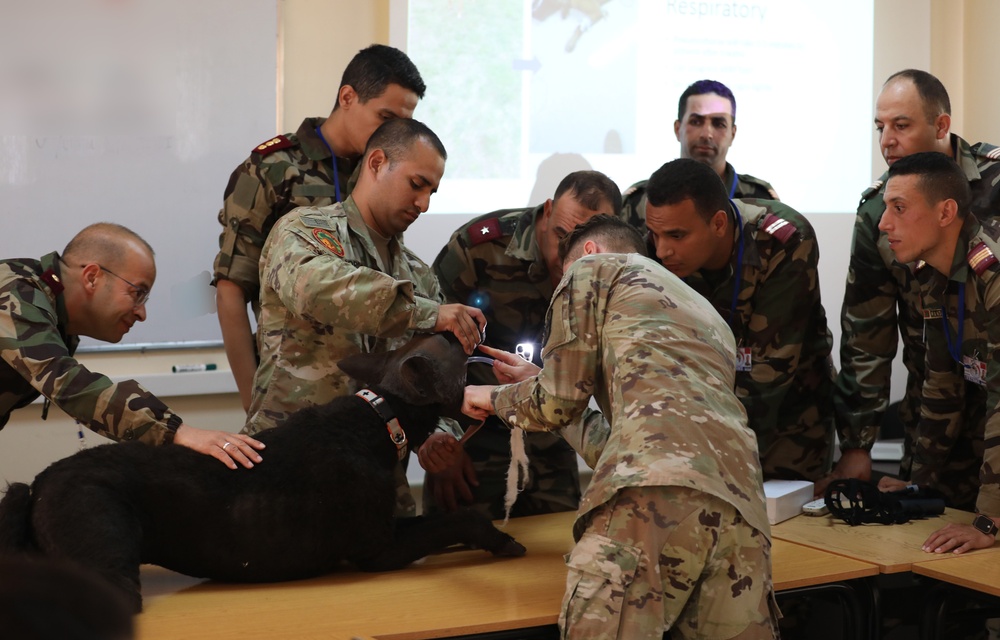 U.S. Army and Moroccan Veterinary teams conduct K9 first-aid training during African Lion 23