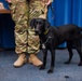 Military Working Dog Lefty Retires Honorably from Kirtland Air Force Base