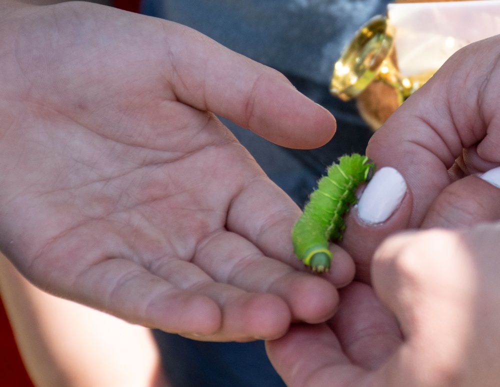 Bugapalooza
