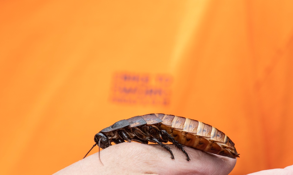 Bugapalooza