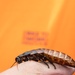 Bugapalooza