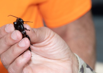 Bugapalooza