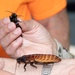 Bugapalooza