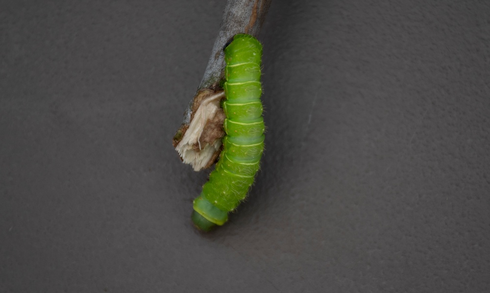 Bugapalooza