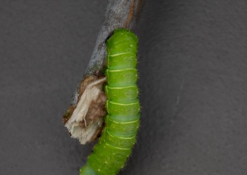 Bugapalooza