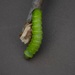 Bugapalooza