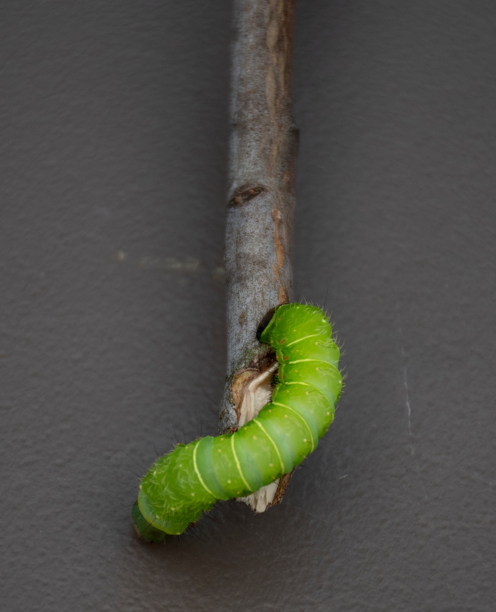 Bugapalooza