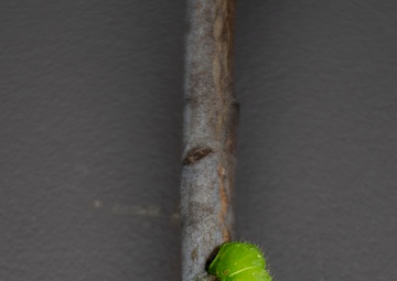 Bugapalooza
