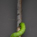 Bugapalooza