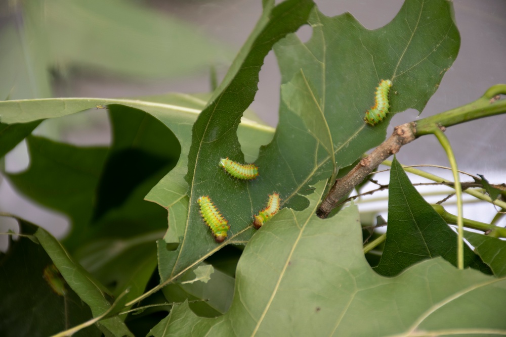 Bugapalooza
