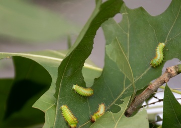 Bugapalooza