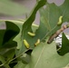 Bugapalooza