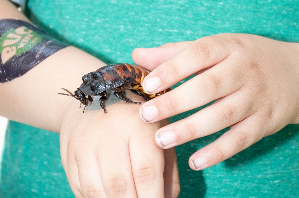 Bugapalooza