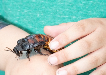 Bugapalooza