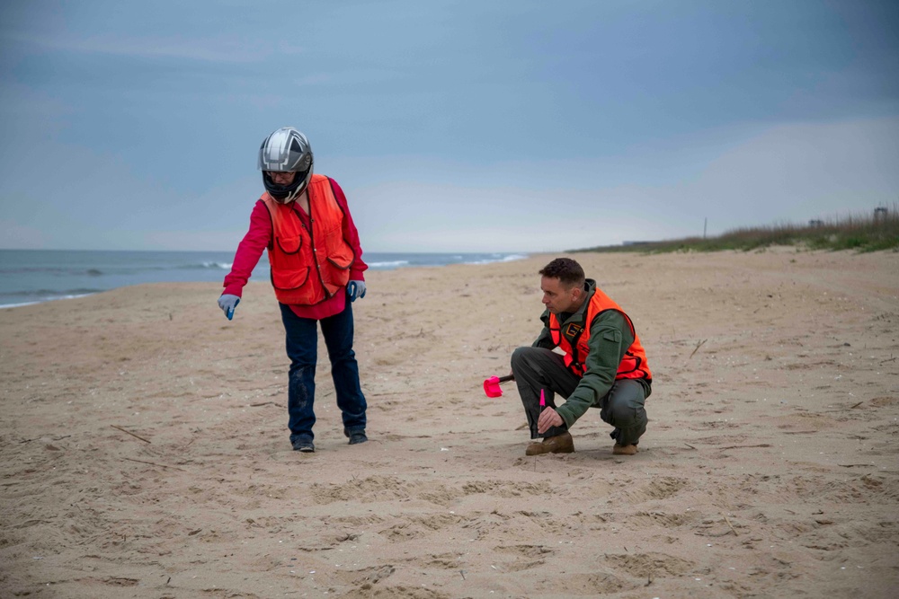 Sea Turtle Nesting Season on Dam Neck Annex Beach