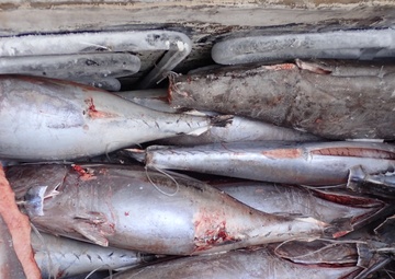 The USCGC Frederick Hatch (WPC 1143) crew conducts WCPFC boardings