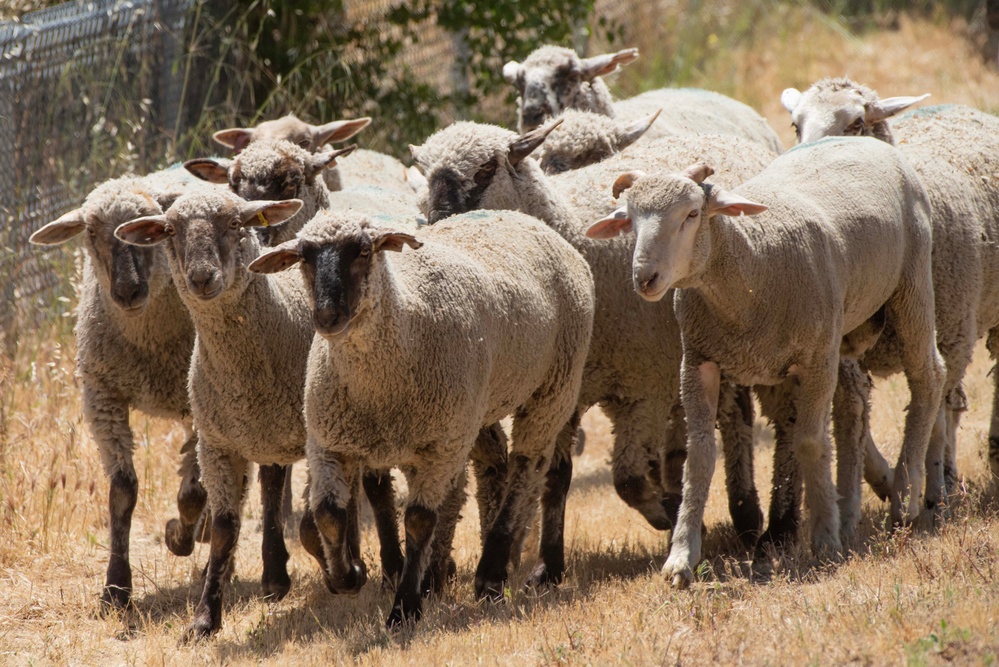 Travis AFB protects environment by using sheep